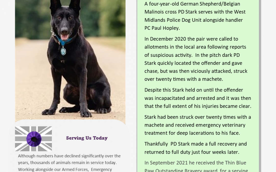 Animals Who Served – Information Sheet 4